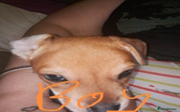 Mixed Breed dogs for sale: 4 gorgeous puppies 3 males 1 female  - Image 1