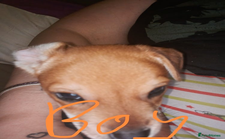 Mixed Breed dogs - Advert 7