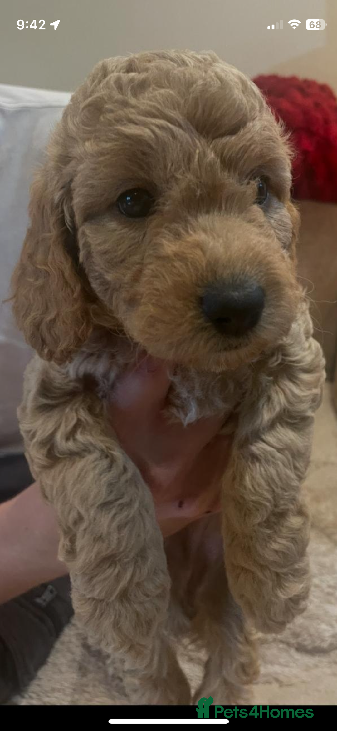 Cockapoo dogs for sale: Stunning F2 Champagne Female Cockapoo PRA CLEAR  - Image 8