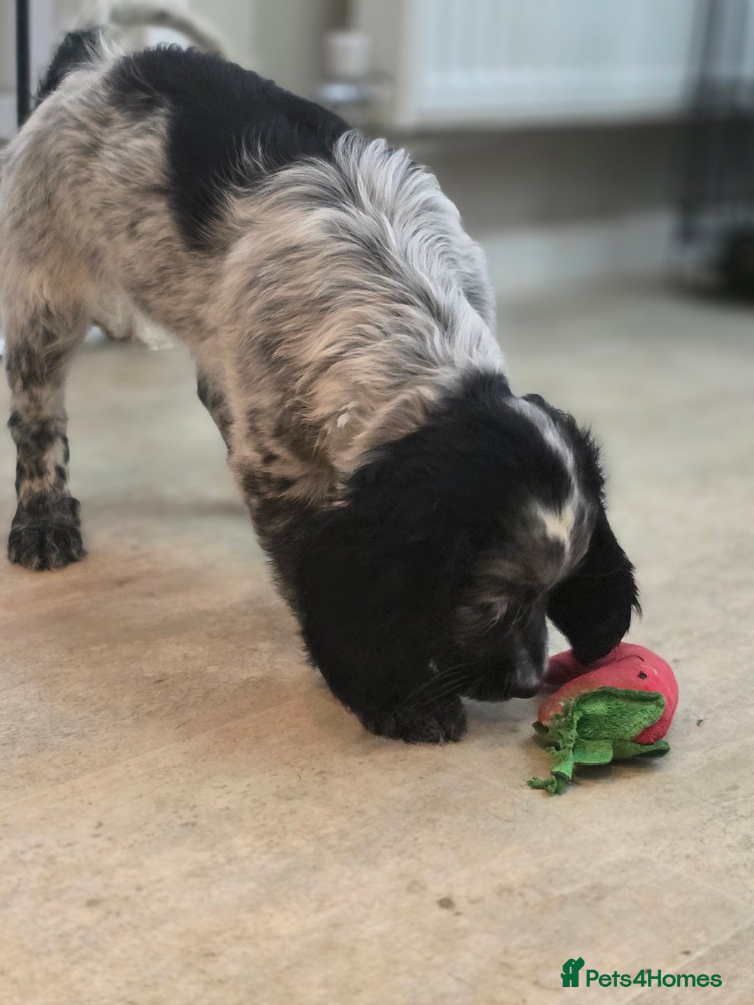 Cocker Spaniel dogs for sale: 1 left Working coker spaniel  - Advert 12