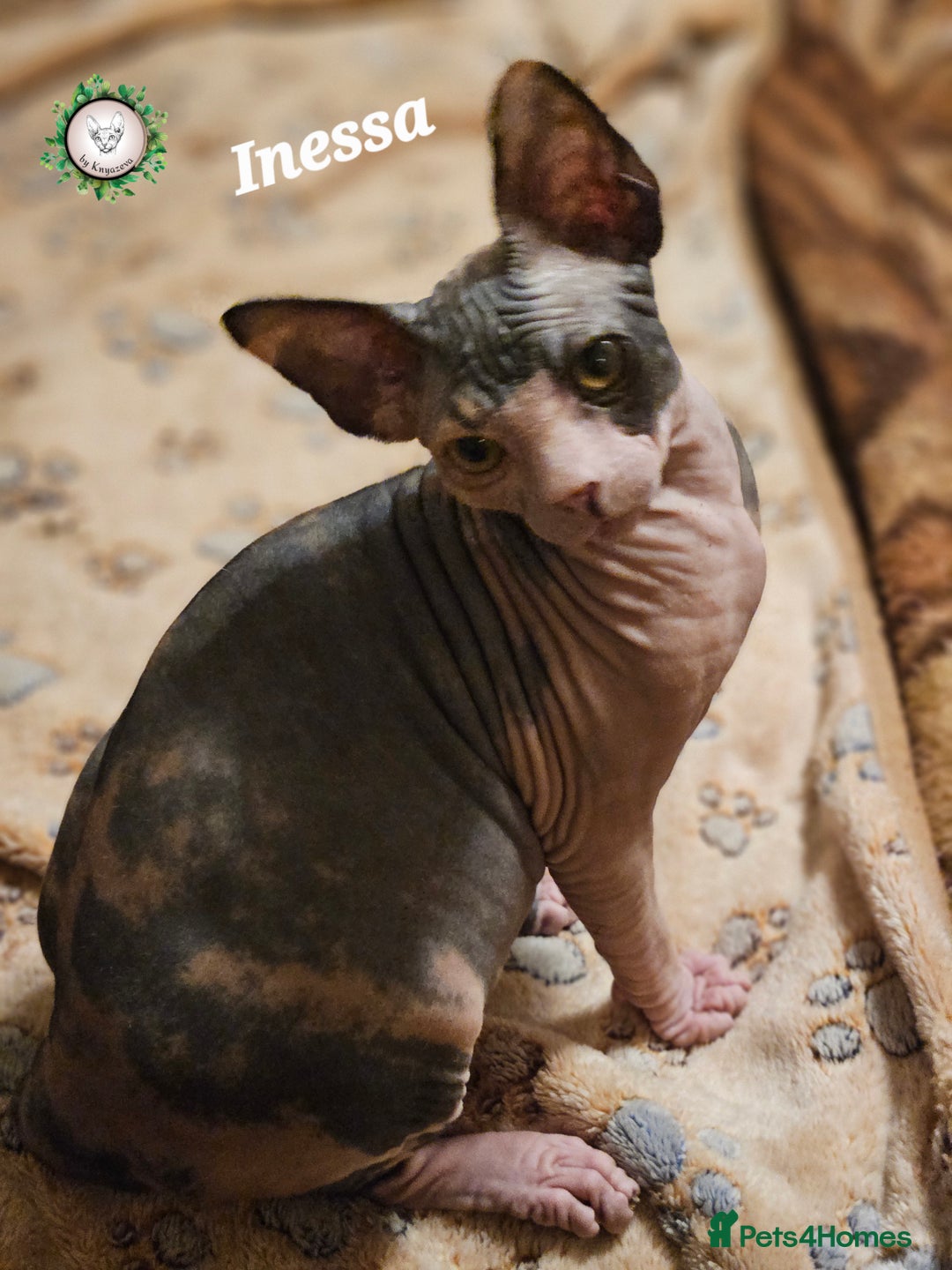 Sphynx cats for sale: Adorable Canadian Sphynx – Champion line - Advert 34