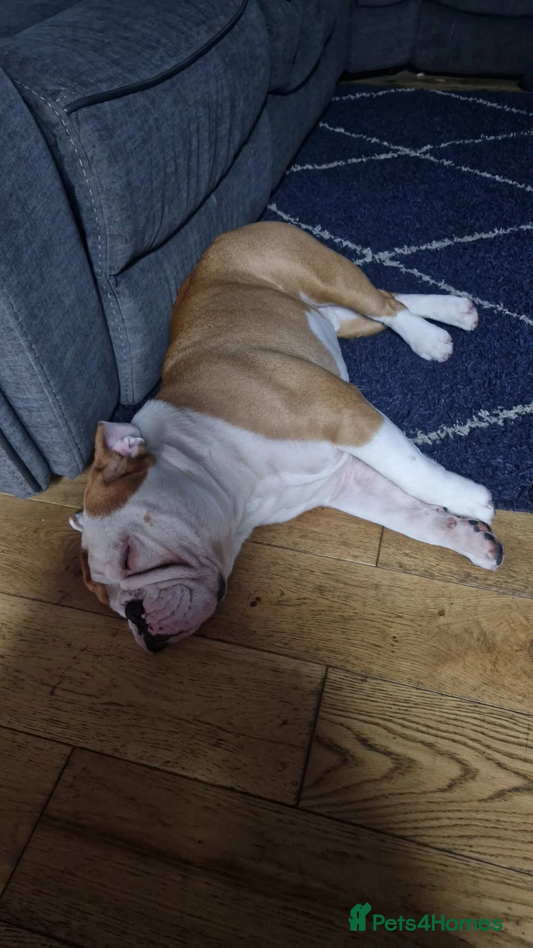 English Bulldog dogs for stud: KCBloodline English Bulldog STUD- excellent nature in Darwen - Advert 4