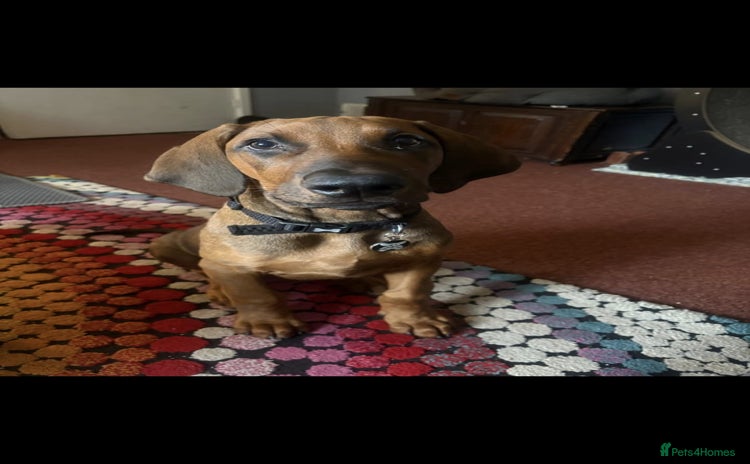 Mixed Breed dogs - Advert 10