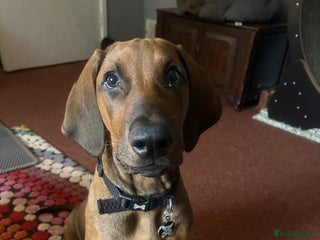 Mixed Breed dogs - Advert 2