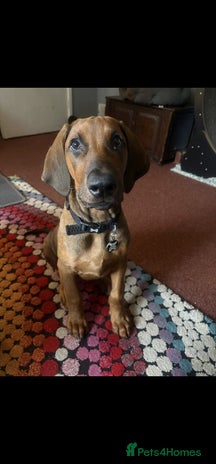 Mixed Breed dogs - Advert 10