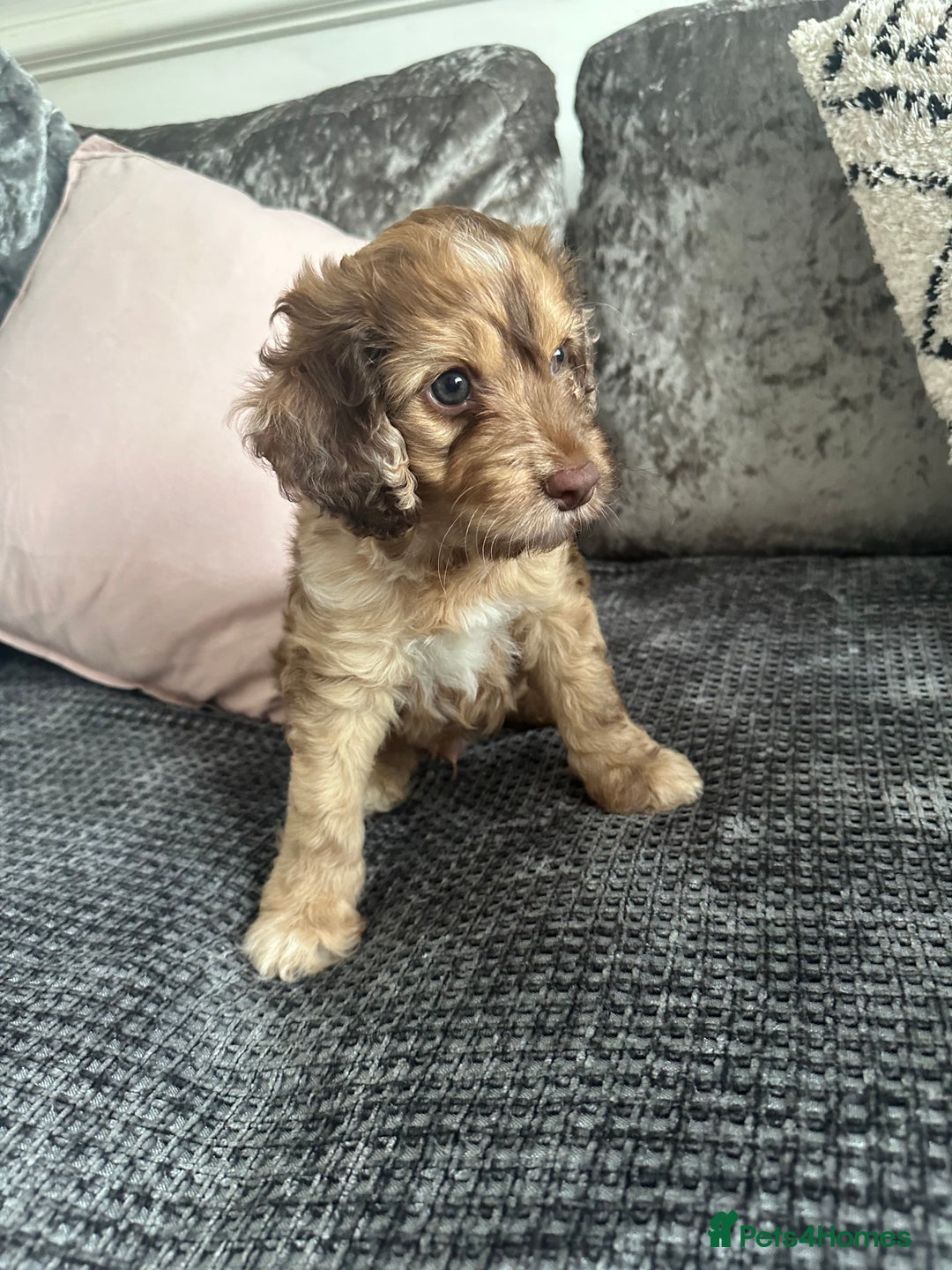 Cockapoo dogs for sale: ENGLISH SHOW F1 COCKAPOO BOY - Image 2