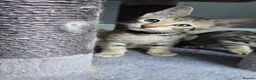 Savannah cats for sale: F8 SBT savannah kittens- TICA registered Ready Now - Advert 9