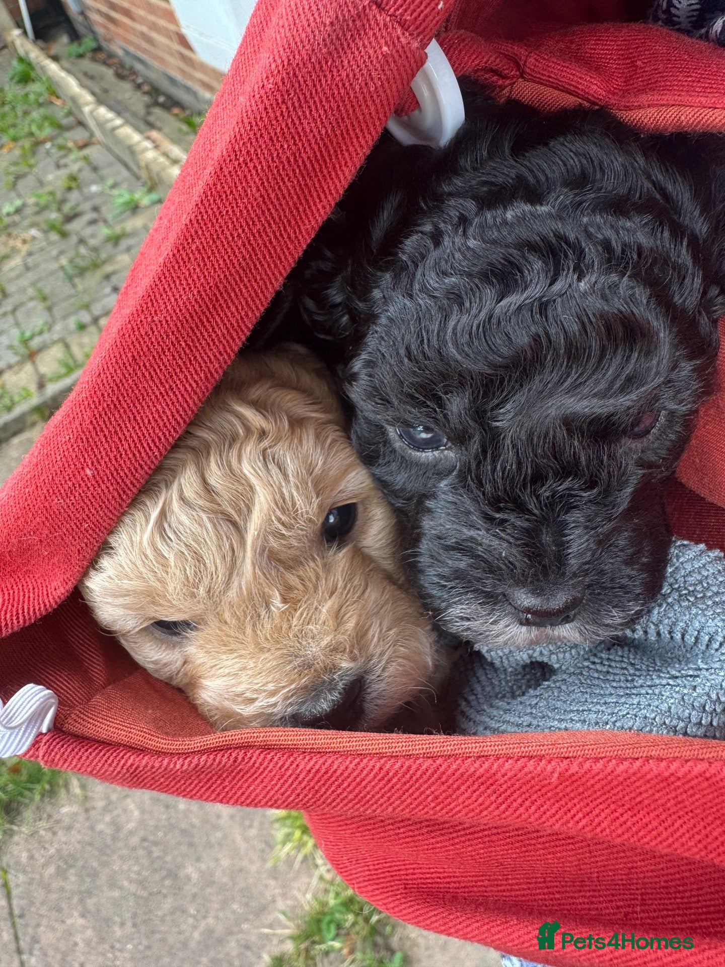 Shihpoo dogs Shihpoo puppies  - Advert 13