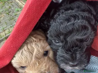 Shihpoo dogs Shihpoo puppies - Advert 5