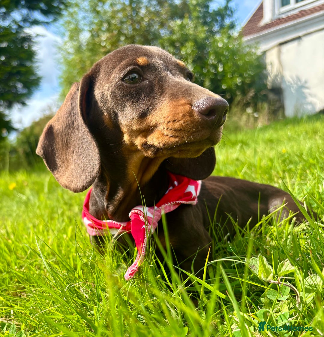 Miniature Dachshund dogs for sale: BEAUTIFUL KC REG & PRA CLEAR MINIS - 0% inbreeding - Image 2