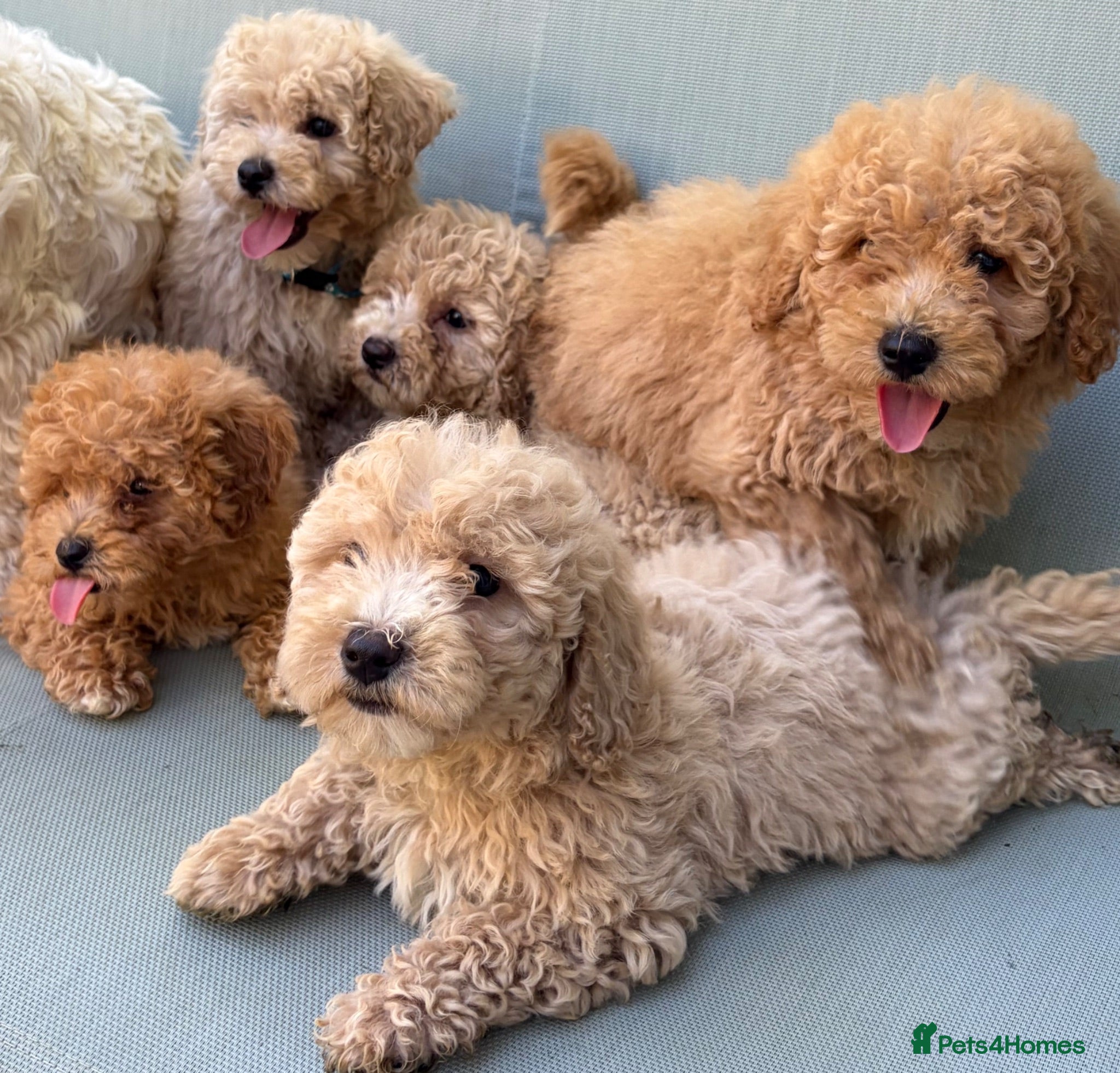 Cavapoochon dogs Rare Stunning Toy Cavapooshon Family Bred Puppies - Advert 1