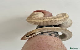 Python Snake reptiles for sale: Royal Python - Image 3