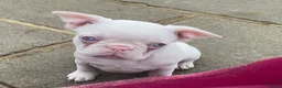 French Bulldog dogs for sale: Last KC registered French Bulldog puppy - Advert 5