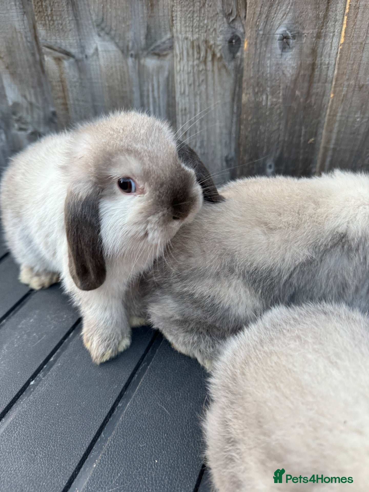 Mini Lop rabbits Mini Lops - Advert 2