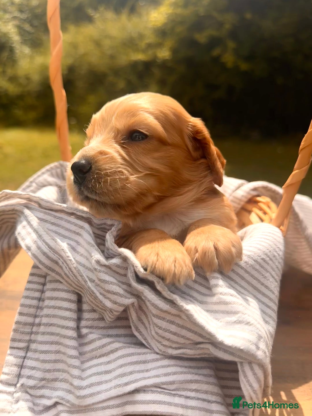 Cocker Spaniel dogs for sale: Working Cocker Spaniel Puppies  - Image 5