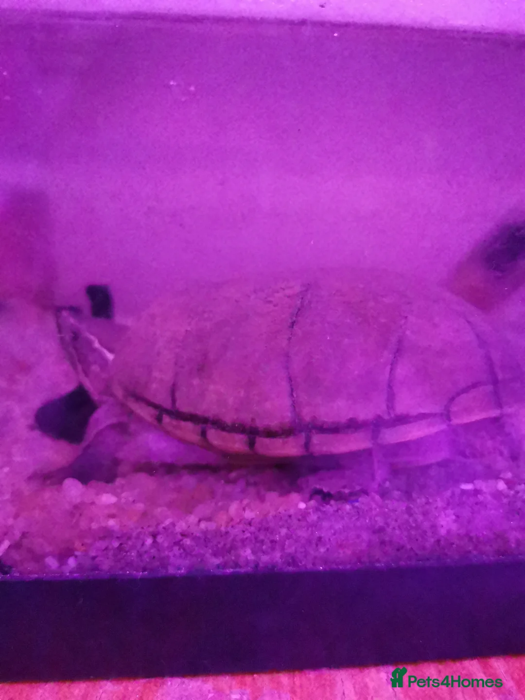 Turtle reptiles for sale: Turtle being given away - Advert 3