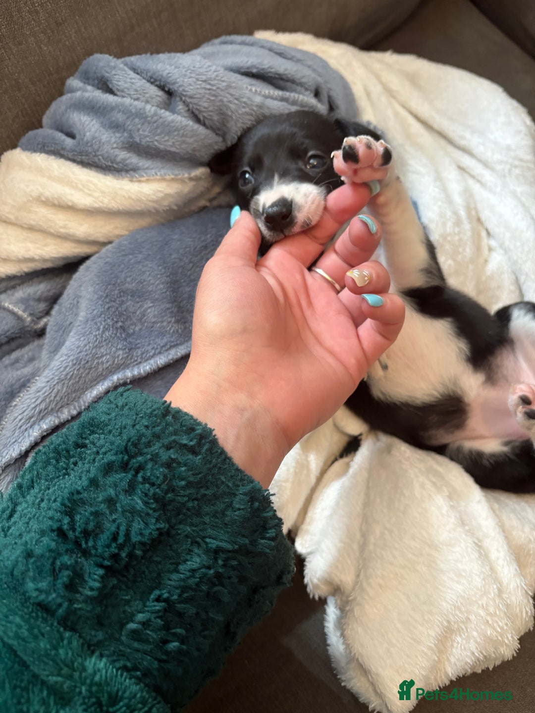 Mixed Breed dogs for sale: Beautiful whippet cross labrador(collie) puppies  - Image 34