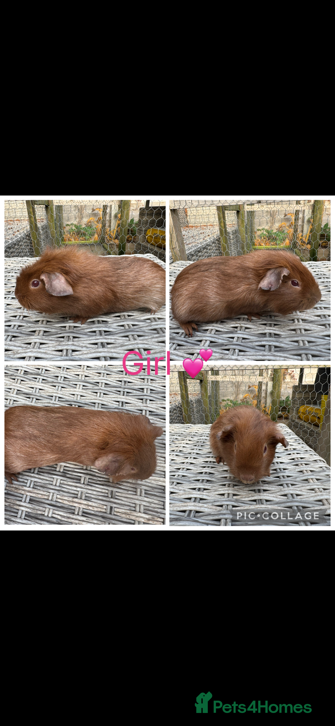 Guinea Pig rodents for sale: Mixture of Girl & Boy piggy’s looking for new laps - Advert 4