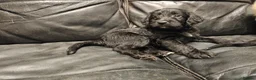 Mixed Breed dogs for sale: READY TO GO - 3 Beagador/miniature poodle puppies - Advert 17