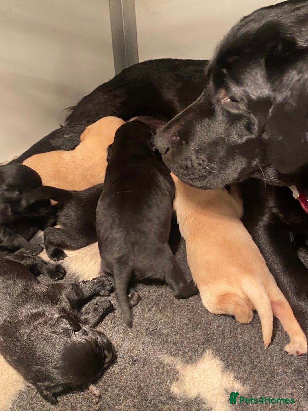 Labrador Retriever dogs for sale: Black and yellow Labrador puppies  - Advert 2