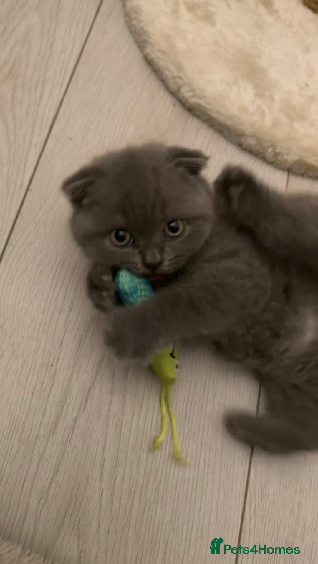 Scottish Fold cats for sale: Scottish fold (female)  - Advert 4