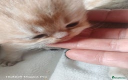 British Shorthair cats for sale: Stunning cute BSH golden black kitten female - Image 1