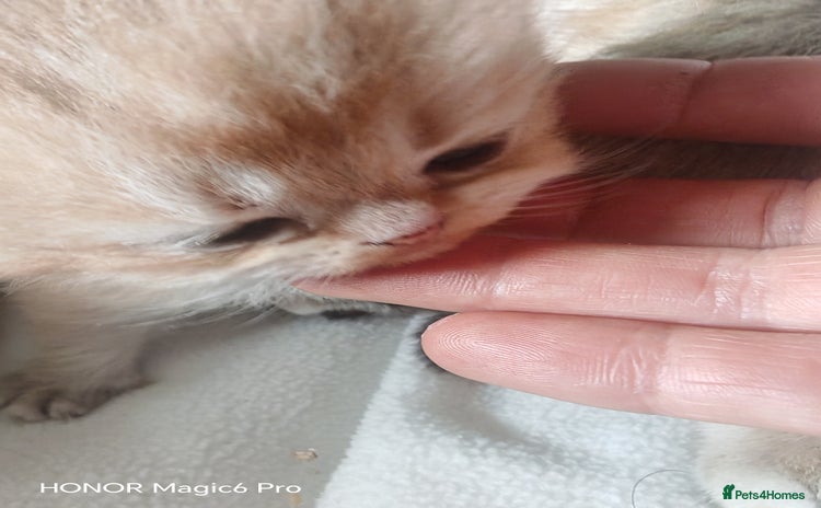 British Shorthair cats - Advert 2
