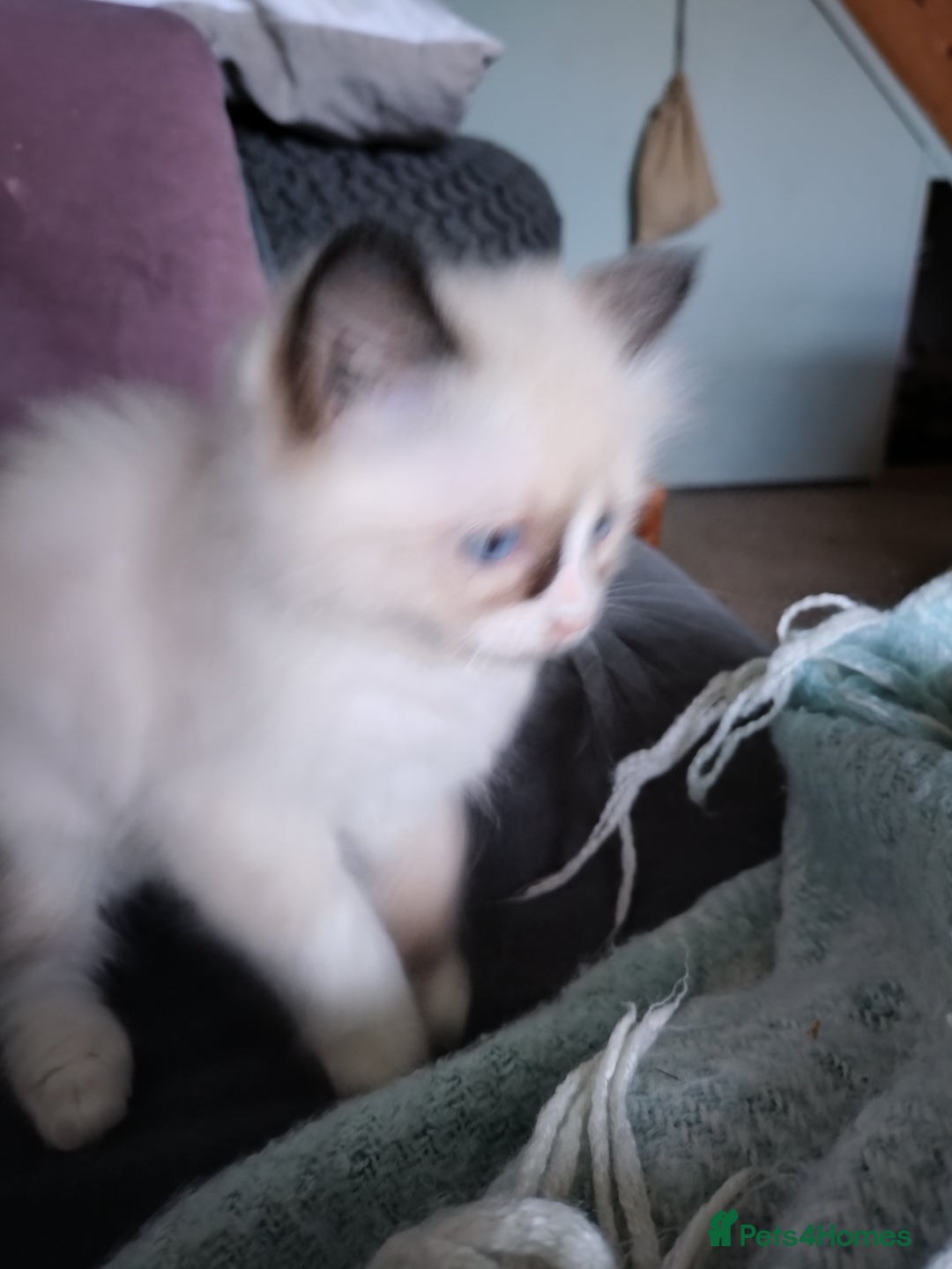 Ragdoll cats for sale: Beautiful Bluey  -unique little fluffy lovelies  - Image 12