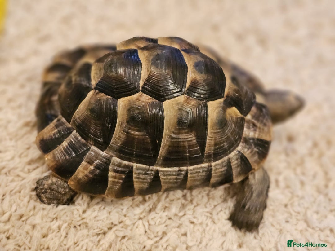 Tortoise reptiles for sale: Tortoises  - Advert 3