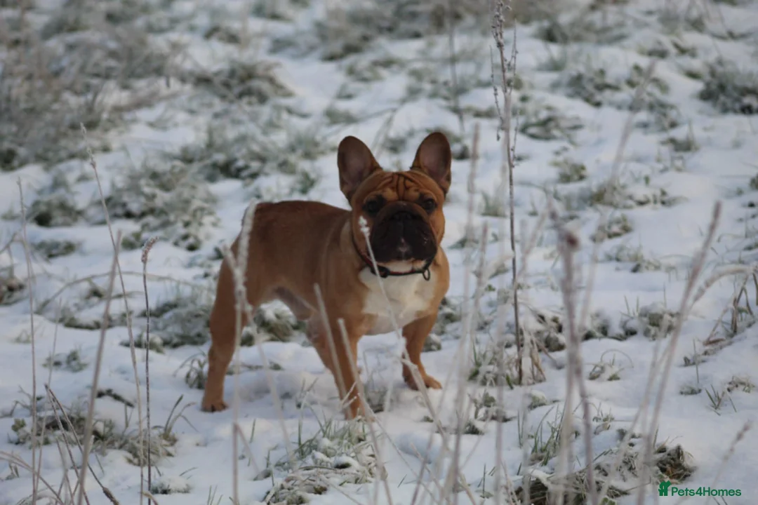 French Bulldog dogs for stud: French bulldog  in Manchester - Advert 1