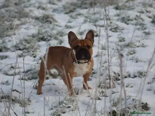 French Bulldog dogs French bulldog in Manchester - Advert 1