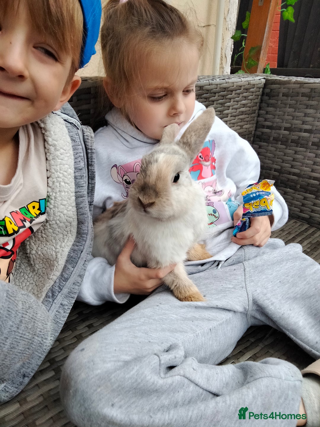 Mini Lop rabbits for sale: Mini lop cross lion heads in Mansfield - Image 2