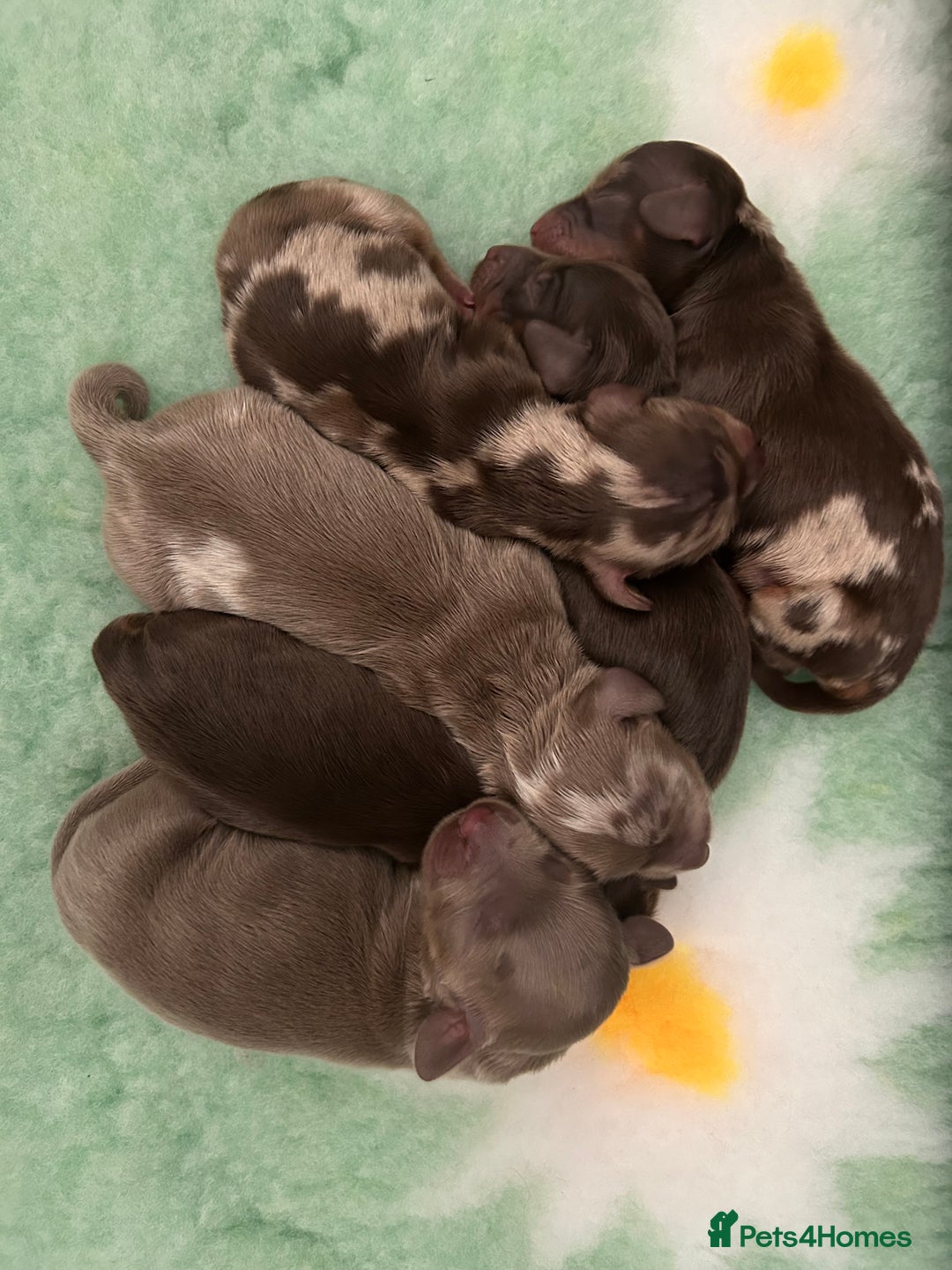 Miniature Dachshund dogs for sale: 🤍🐾 Stunning long haired litter 🐾🤍 - Image 4