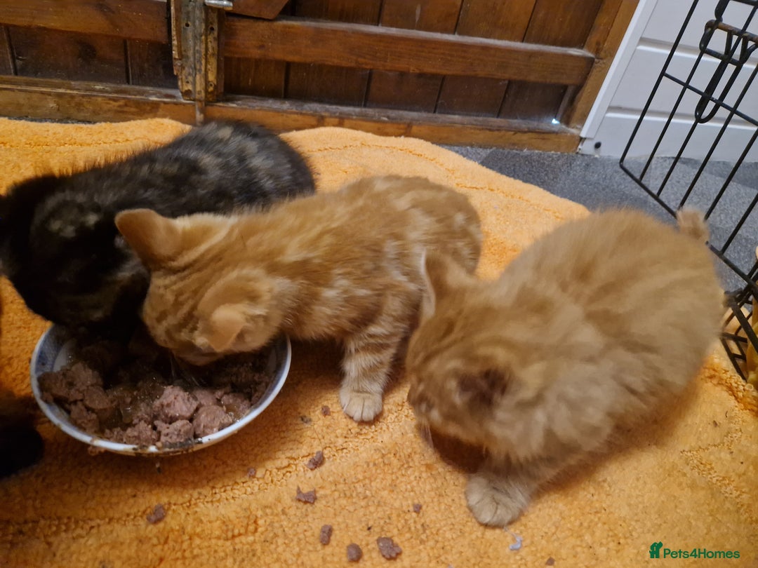 Mixed Breed cats for sale: Beautiful kittens - Image 9