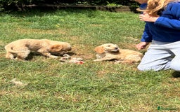 Cavapoo dogs for sale: Beautiful Cavapoo Puppies  - Image 1