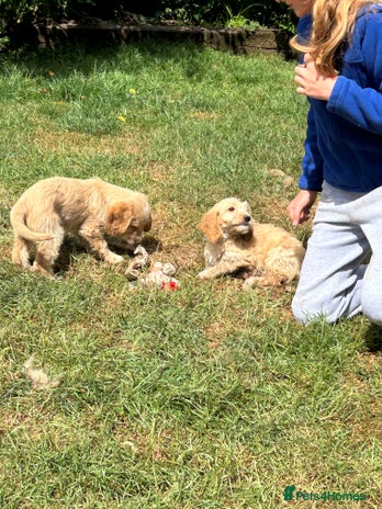 Cavapoo dogs - Advert 9