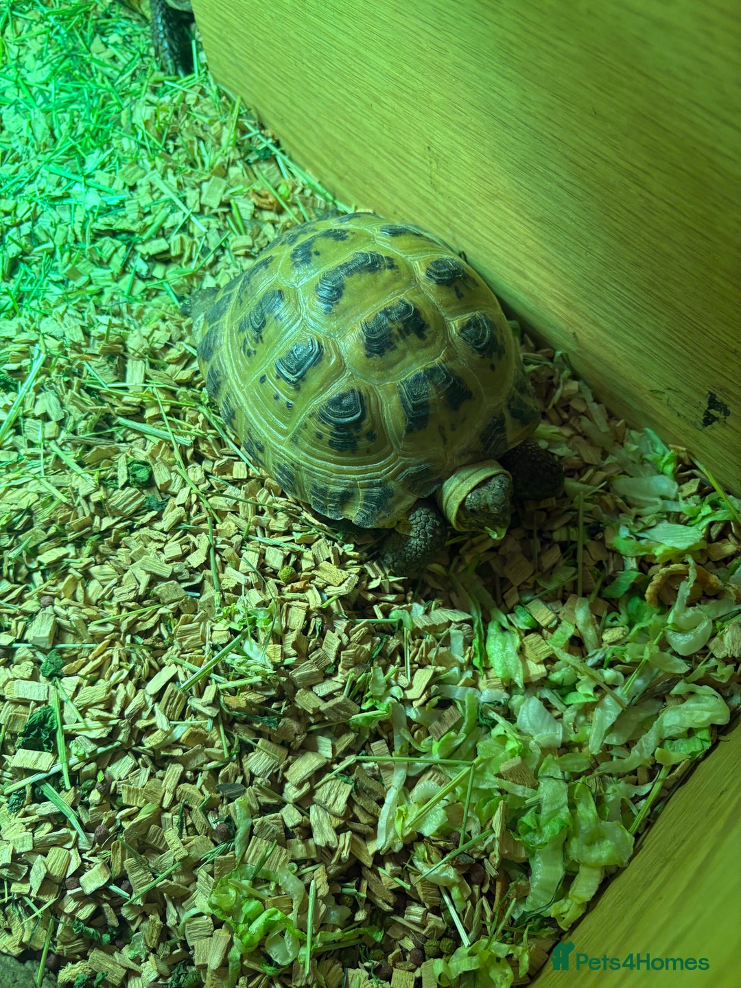 Tortoise reptiles for sale: 2 female 4 year old tortoises forsale - Advert 1