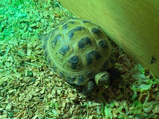 Tortoise reptiles 2 female 4 year old tortoises forsale - Advert 2