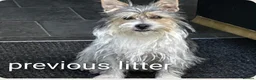 Mixed Breed dogs for sale: Oreo's Beautiful Puppies - Advert 4