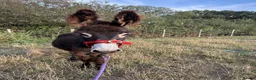 Donkey livestock for sale: Choco the Baby donkey  - Advert 1