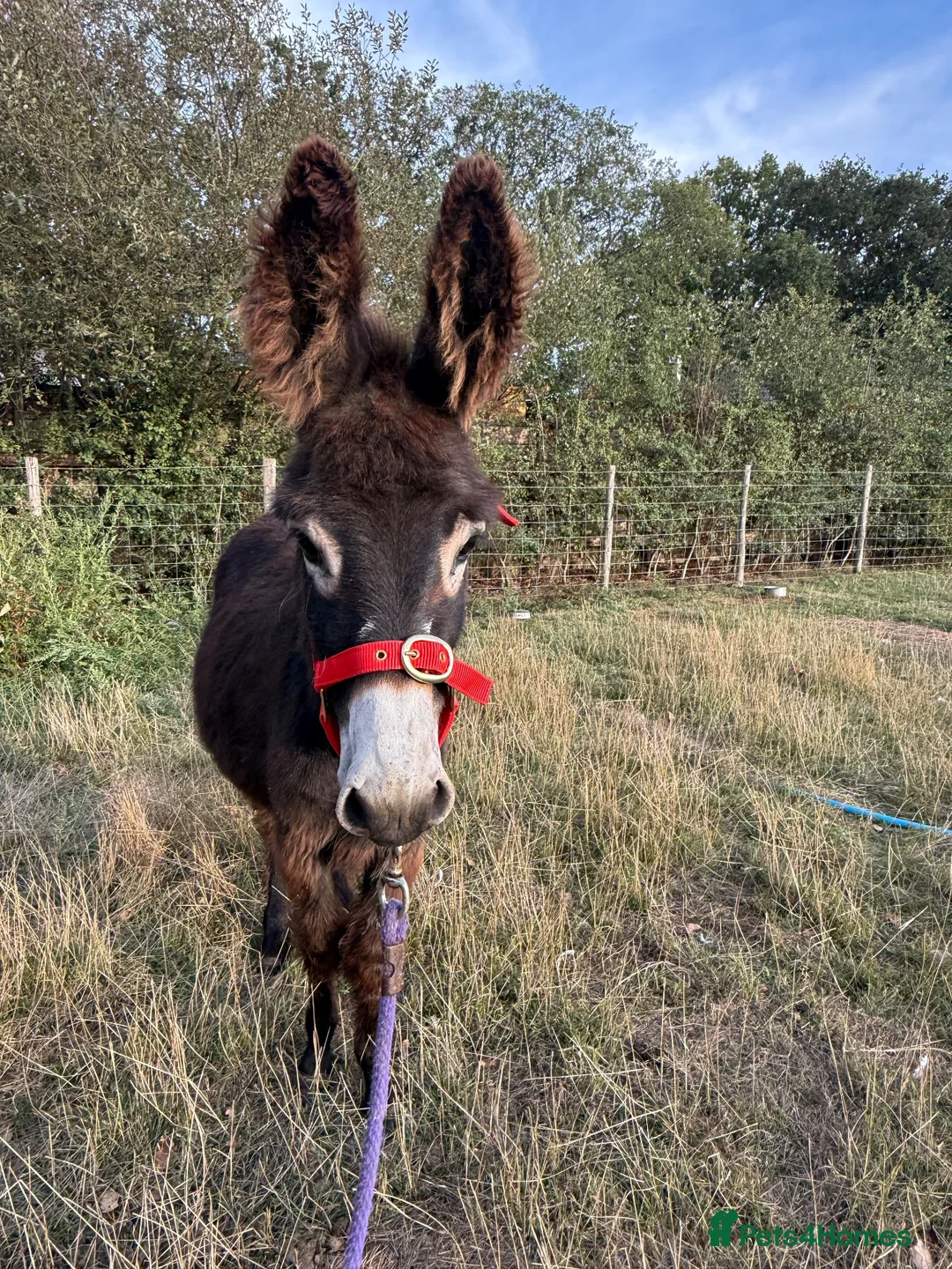 Donkey livestock for sale: Choco the Baby donkey  - Advert 1