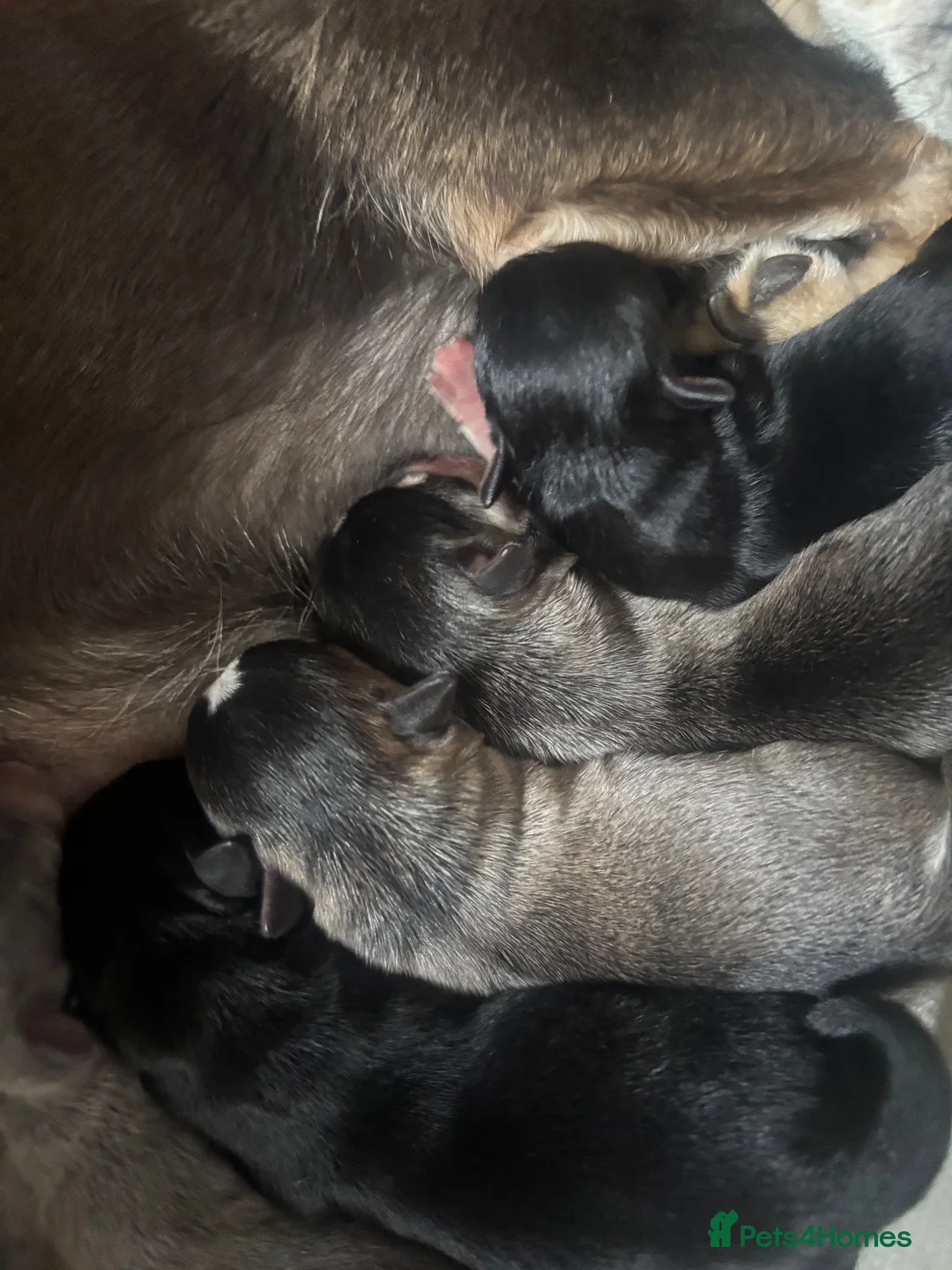 Chihuahua dogs for sale: TINY CHIHUAHUA PUPPIES - Advert 7