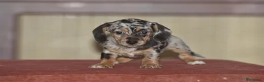 Dachshund 5