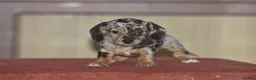 Dachshund dogs for sale: Adorable puppies looking for new home - Advert 10