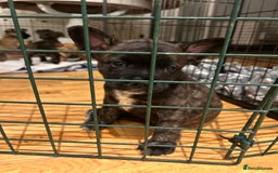Mixed Breed dogs for sale: Follie (French bulldog / border collie) pups 4sale - Image 11