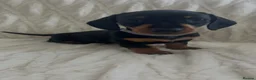Miniature Dachshund dogs for sale: 3 beautiful miniature dachshund girls  in Chesterfield - Advert 5