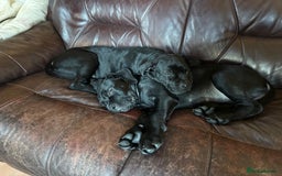 Mixed Breed dogs for sale: cane corso cross puppies  - Image 6