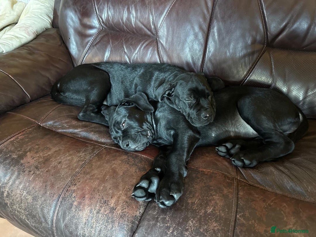 Mixed Breed dogs for sale: cane corso cross puppies  - Image 6