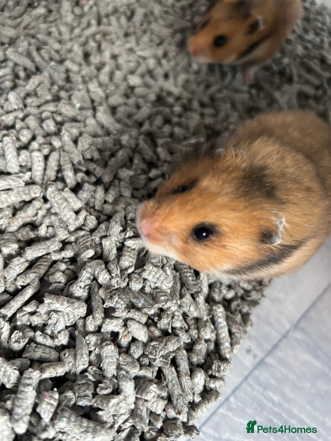 Hamster rodents for sale: Mixed males & female baby Syrian hamsters  - Advert 8