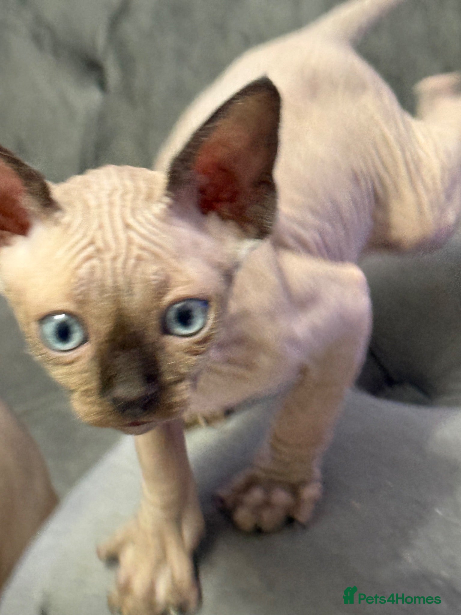 Sphynx cats sphynx canadian kittens ready to leave now  - Advert 2